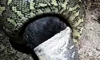 Trăn dài 2,5 mét cuộn mình nuốt chửng gà trong góc nhà