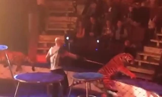 Nga: Hổ bị lên cơn động kinh, "đóng băng" ngay khi diễn