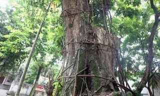 Kiểm lâm hướng dẫn khai thác cây sưa trăm tỷ ở Hà Nội