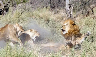 Ngay khi vừa thấy bờm của sư tử đực xuất hiện, những con cái đã lao vào tấn công.