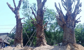 Sau nhiều tuần phơi nắng, ca3 cổ thụ "quái thú" được trồng tạm ven Quốc lộ 1 nhánh tránh TP Huế qua phường Phú Bài, thị xã Hương Thủy