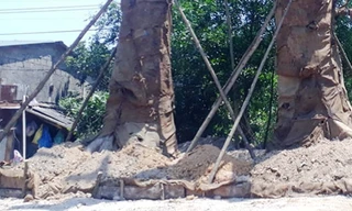 Cổ thụ khủng trồng cạnh nhà dân nhưng giằng chống quá đơn sơ, dễ dẫn đến nguy cơ ngã đổ khi có mưa to, gió lớn gây ảnh hưởng tính mạng, tài sản con người