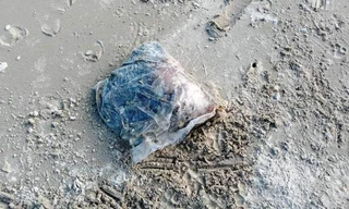 Nhiều túi đựng thịt thối dạt vào bờ biển Thừa Thiên Huế