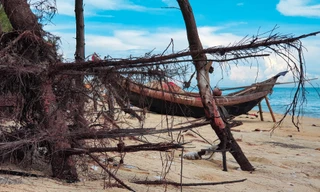 Bờ biển, rừng phi lao phòng hộ tại TT-Huế bị sóng dữ tàn phá.