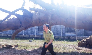 Cơ quan kiểm lâm tại TT-Huế vẫn chưa tìm ra chủ nhân cũng như chưa thể tiếp cận được hồ sơ lâm sản hợp pháp liên quan 3 cây gỗ "kỳ quái" này.