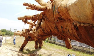 Các tài xế khai dùng "chiêu" vận chuyển số cổ thụ "khủng" này vào ban đêm và liên tục "phát" tín hiệu nháy đèn dò tình hình, để tránh CSGT và các lực lượng chức năng phát hiện, xử lý. 