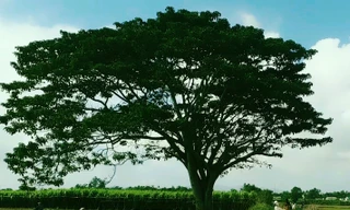 "Cây cô đơn" tại Huế đang được nhiều người săn tìm vì sự nổi tiếng của nó