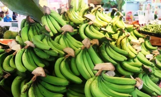 Đặc sản chuối già lùn vùng cao A Lưới lần đầu tiên lên kệ siêu thị hiện đại Big C