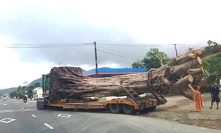 Sau khi qua nhiều tỉnh, thành miền Trung, xe chở cây "khủng" này đã bị CSGT TT-Huế chặn bắt