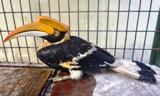 Chim Hồng hoàng quý hiếm do người dân bắt được và giao nộp cơ quan kiểm lâm.