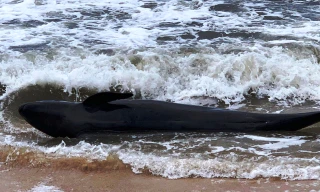 Cá heo dạt bờ tại TT-Huế vào thời điểm sóng to gió lớn do ảnh hưởng gió mùa đông bắc.