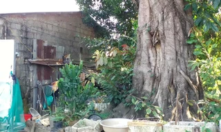 Từ chỗ cho trồng tạm, 3 cây cổ thụ khủng này bị chủ "bỏ rơi" khiến người cho mượn đất khốn khổ vì không có mặt bằng làm nhà cho con cái và sống run sợ vì lo cây đổ vào nhà mỗi ngày.