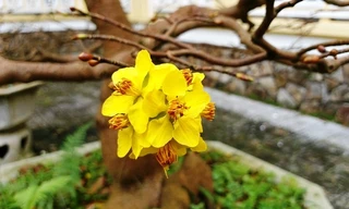 Mai vàng Huế (hoàng mai) đua nở bất thường dù chưa đến Tết nguyên đán
