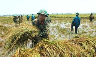 Chiến sĩ trẻ hăng hái gặt lúa giúp dân.