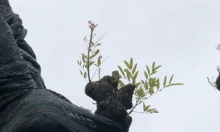 Chồi non nhú ra từ thân xà cừ cổ thụ già cỗi từng "chết hụt" trong bão số 13 năm 2021. Ảnh: Quang Phúc