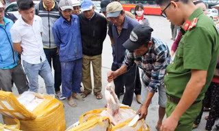 Kiểm tra, tạm giữ gần nửa tấn thịt heo sữa không rõ nguồn gốc, bốc mùi hôi khi vận chuyển qua địa bàn TT-Huế