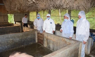 Đàn lợn cần được kiểm tra theo dõi chặt chẽ sau khi hết dịch