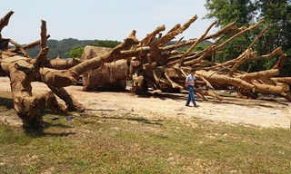 Qua kiểm tra thực tế và đối chiếu với hồ sơ, thì cả 3 cây cổ thụ tập kết tại phường Phú Bài thời gian vừa qua đều là cây Đa sộp.