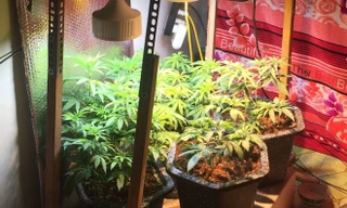 "Vườn" cần sa tại gia của Lê Văn Thanh Tuấn.