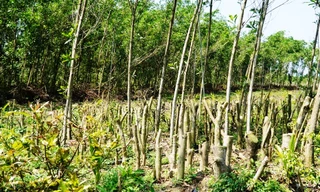 Cây cối trồng mới dày dặc chen giữa những gốc keo tràm còn sót lại sau bão để chờ... đền bù.