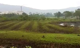 Những thửa đất trồng mía tại xã Lộc Tiến được "phù phép" thành đất riêng của người nhà cán bộ