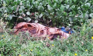 Lợn chết vứt bừa bãi xuống kênh, phân hủy nặng tại kênh nước xã Phú Mỹ, Phú Vang, TT-Huế