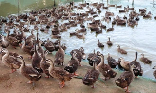 Theo cơ quan chức năng, vịt nuôi đàn nếu không tuân thủ quy hoạch chăn nuôi sẽ nảy sinh rủi ro, dịch bệnh, gây ô nhiễm môi trường. Ảnh minh họa