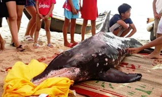 Cá heo 3 lần dạt bờ, được giải cứu nhưng qua lần thứ 3 thì bị chết vì suy kiệt. Ảnh: Đ.Đức