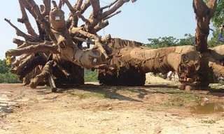 Cây 'kỳ quái' vẫn vạ vật ven đường, cắt cử kiểm lâm canh giữ