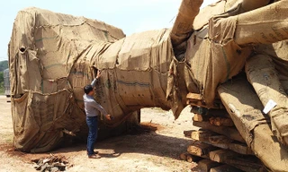 Đến chiều 4/4, người nhận đại diện chủ cây đã xuất trình 3 hồ sơ giải trình về cây cổ thụ "khủng" với Kiểm lâm TT-Huế