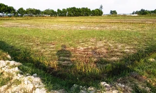 Không còn cây trồng nào sống sót trên những diện tích đất lúa rộng lớn ven đầm phá ở huyện Phú Vang.