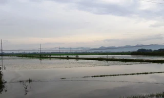 Mưa lớn do áp thấp nhiệt đới, hàng nghìn ha cây trồng úng ngập