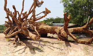 Một ngày sau khi được kiểm lâm TT-Huế giao trả cho chủ mua, 2 cây cổ thụ “khủng” tập kết tại bãi trống ven đường tránh Huế thuộc phường Phú Bài, thị xã Hương Thủy (tỉnh TT-Huế) vẫn chưa được chở đi.