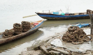 Những vỏ lốp bám đầy con hàu vớt lên từ đầm Lập An trông ghê người.