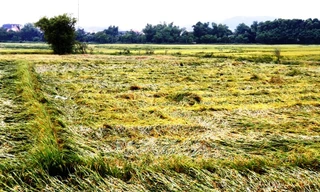 Đợt mưa lớn nhất kể từ đầu năm 2020 đã làm hàng nghìn hecta lúa tại TT-Huế thiệt hại.