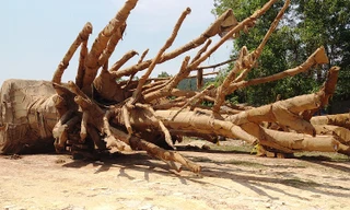 Hiện trường tập kết cây khủng trưa 3/4 vẫn vắng vẻ, không có cuộc làm việc nào giữa đại diện chủ cây và cơ quan kiểm lâm như thông tin đưa ra ban đầu