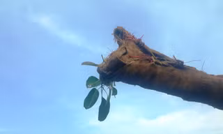 Nhiều người cho rằng, đây là một cây cổ thụ thuộc họ Đa sau khi đối chiếu mẫu lá còn lưu lại trên cành cây