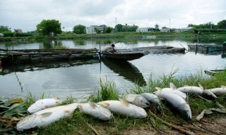 Cá nuôi lồng dọc sông Bồ bị chết hàng loạt, xác cá phủ trắng bờ. Ảnh: Đỗ Hoàng Lâm