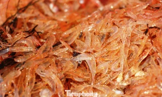 Con ruốc (một loài tép biển) lần đầu tiên xuất hiện dày đặc tại vùng ven biển TT-Huế sau hàng chục năm, mang lại thu nhập cao cho bà con ngư dân.