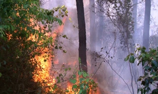 Vụ cháy rừng bùng phát giữa trưa, sau đó lan rộng