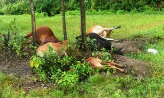 Hiện trường đàn bò bị sét đánh chết tại xã Phú Sơn