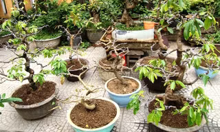 Hàng loạt cây mai cảnh bị Hậu lấy cắp đem bán lấy tiền tiêu xài cá nhân đã được công an thu hồi