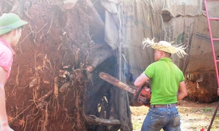 Cưa cắt, hạ tải cổ thụ 'kỳ quái' sau khi chủ mua nhận lại cây