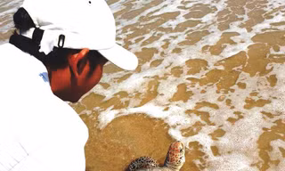 Đồi mồi quý hiếm được phát hiện trong vùng đầm phá Tam Giang - Cầu Hai, cách xa các cửa biển Tư Hiền và Thuận An.