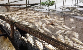 Cá nuôi chết nổi trắng lồng nuôi trên sông Đại GIang