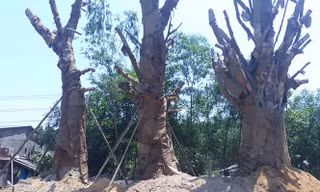 Văn phòng UBND tỉnh TT-Huế cho biết, việc xử lý về vận chuyển 3 cây cổ thụ “quái thú” này của chủ cây Kiều Văn Chương hiện không còn thuộc thẩm quyền của tỉnh này nữa