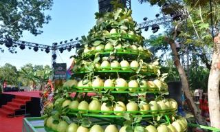 Quả "tiến vua" bưởi thanh trà đặc trưng xứ Huế