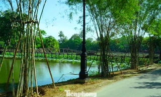 Tre cán giáo, loại cây trồng được cho là không liên quan gì đến thắng cảnh hồ Tịnh Tâm hiện được trồng khá dày để giữ đất tại đê Kim Oanh thuộc thắng tích này.