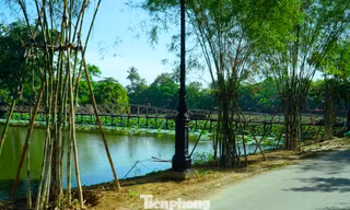 Tre cán giáo, loại cây trồng được cho là không liên quan gì đến thắng cảnh hồ Tịnh Tâm hiện được trồng khá dày để giữ đất tại đê Kim Oanh thuộc thắng tích này.