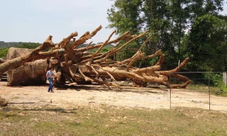 Chi cục Kiểm lâm tỉnh TT-Huế vừa tiến hành bàn giao lại 2 cây khủng cho ông Kiều Văn Chương.